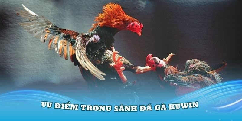 Sảnh đá gà trực tuyến KUWIN rất được săn đón